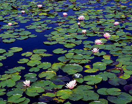 Lillypads on a Pond, Stonington, Maine